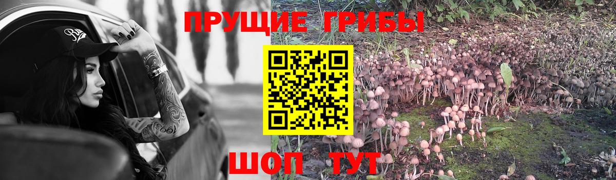 Псилоцибиновые грибы Cubensis Набережные Челны